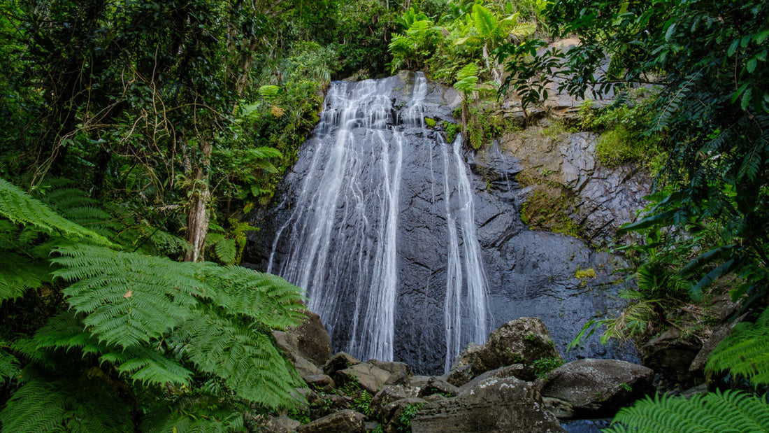 El Yunque: A Photographer’s Love letter to the Puerto Rican Rainforest