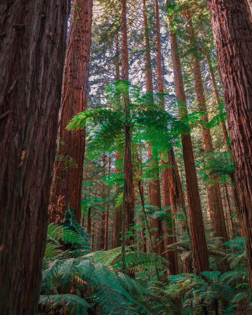 Whakarewarewa Forest Park tree fern in New Zealand