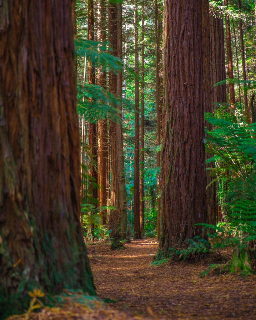 Whakarewarewa Forest Park redwoods in New Zealand