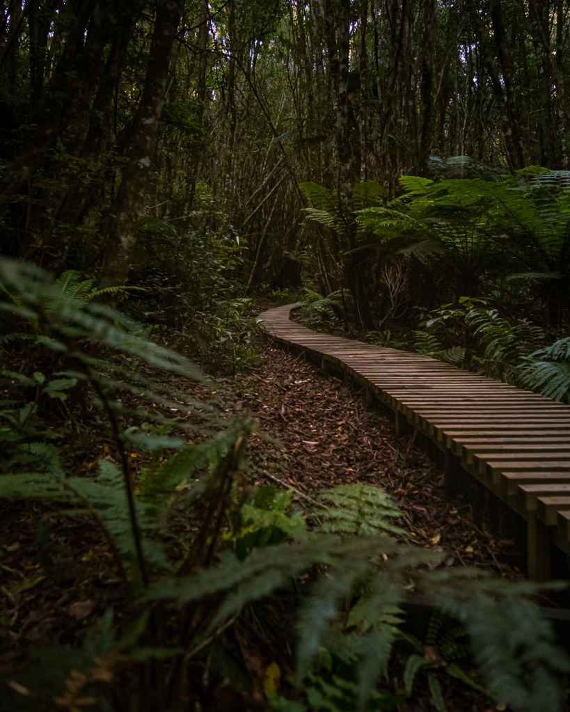 Rainforest trail in Egmont National Park, New Zealand