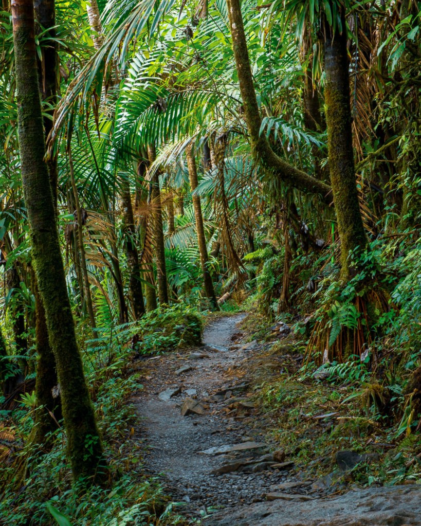 Rainforest trail in El Yunque, Puerto Rico