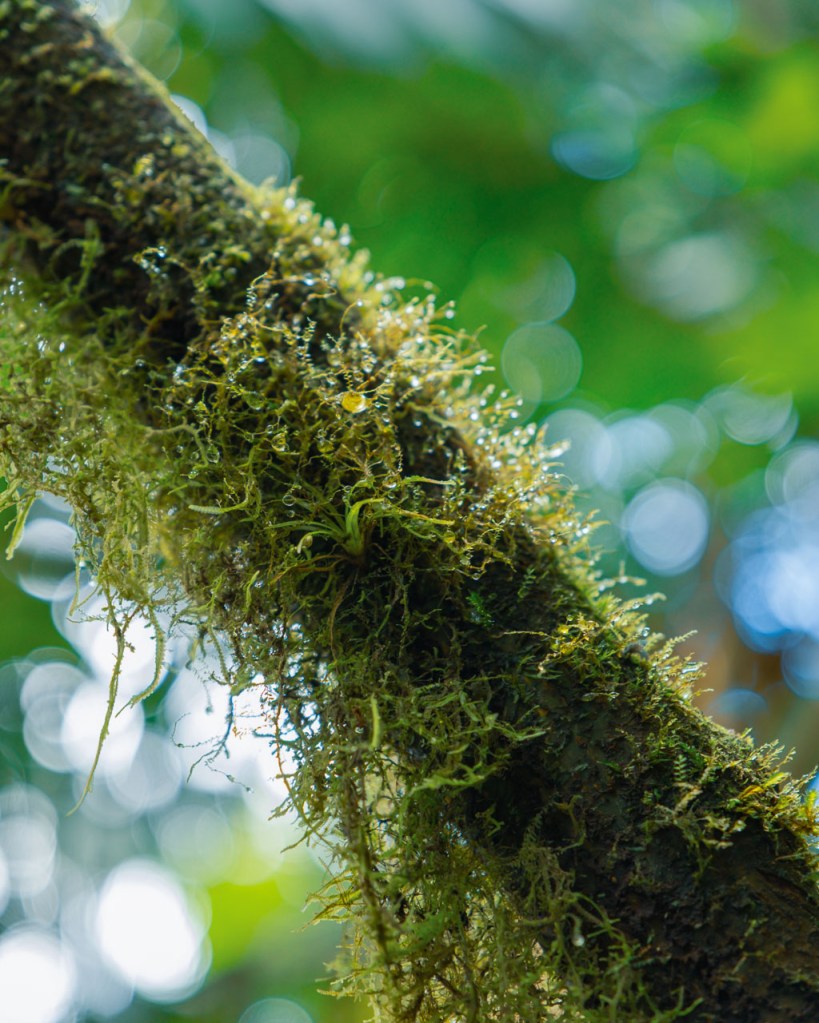 Macro shot of moss in El Yunque, Puerto Rico